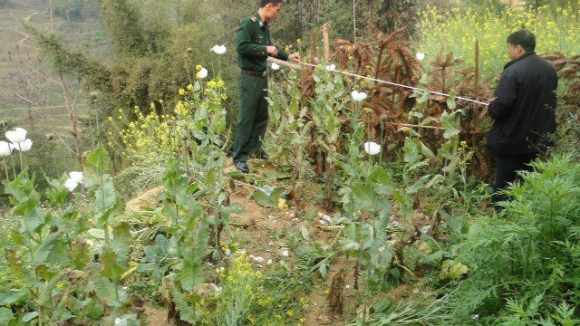 Triệt phá 'rừng' cây thuốc phiện ở vườn nhà dân